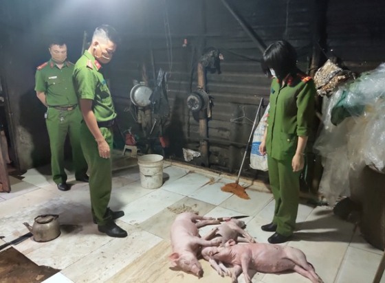 Hà Tĩnh: Quay lợn chết rồi đưa lên bàn nhậu